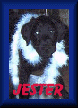 Jester