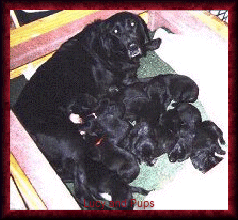 Lucy's Litter
