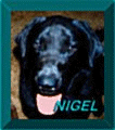 Nigel