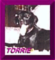 Torrie