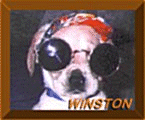 Winston