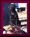 TL's Lakeside Lady Rebecca Lakeside WC WCX JH CGC