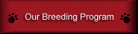 Our Breeding Program