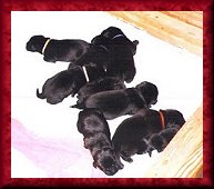 Becka and Voodoo Puppies