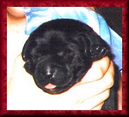 Becka and Voodoo Litter