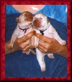 Sidney and Byron Litter