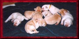 Sidney and Byron Litter