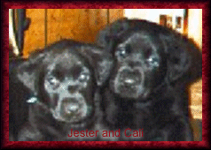 TL's Jester G Money Junior and TL's Hotel California