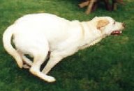 Butt-Tucking!
