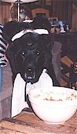 bears.jpg (5839 bytes)