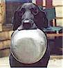 bowlsmall.jpg (3109 bytes)