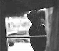 bwwindow.jpg (4570 bytes)