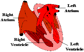 pawheart.gif (4643 bytes)