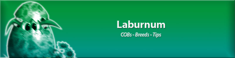 Laburnum :: Cobs, Breeds, Tips