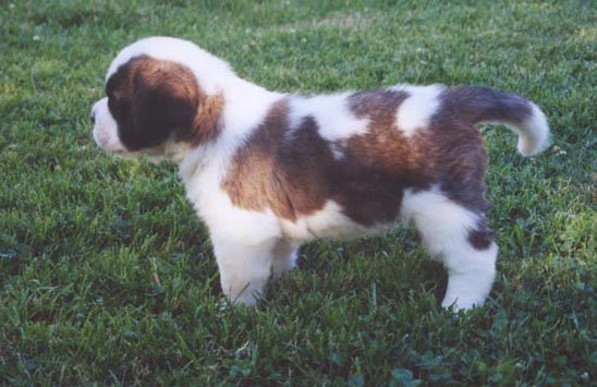 owning a saint bernard