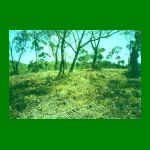 lote01-fig01.html