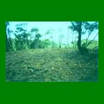 lote01-fig05.html