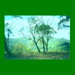 lote01-fig07.html