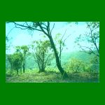 lote01-fig08.html