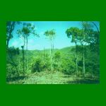 lote1-fig13.html