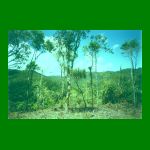 lote1-fig14.html