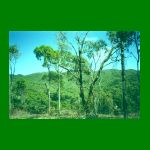 lote1-fig15.html