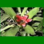 bromelia2.html