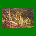 bromelia.html