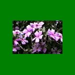 flores_roxas.html