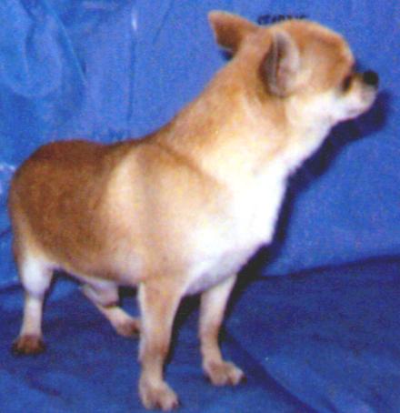 KUZZENS LITTLE RED DEVIL