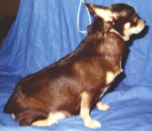 KUZZENS DIXIE BELLE