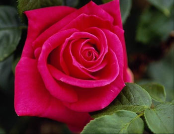 Friendship Rose