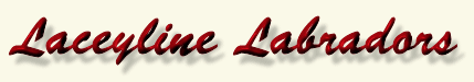 Welcome to Laceyline Labradors