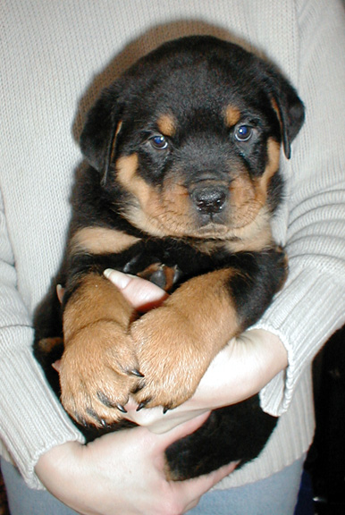 Bear at 6 weeks.