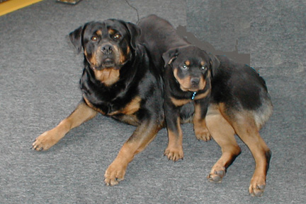 Lacey and Bear