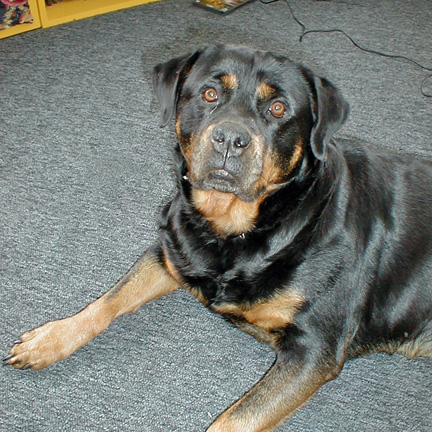 Lacey