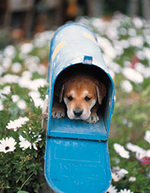 dog in mailbox from Microsoft Clip Art collection included in Windows 98 and Windows XP. Clicking on image will open a blank email in your default email client.