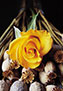 floral arrangmenet photo originally found on clipart CD that accompanied Windows 98 and Windows XP