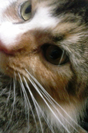Cat from logo banner, photo copyright 2015-2017 by Elaine Ackerson