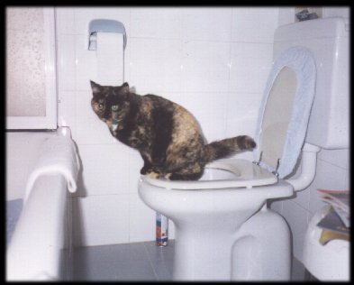 rosy, la gatta di Delia...