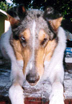 Dixie's face
