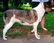 Dixie