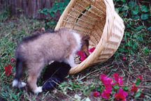 Puppy chewing basket
