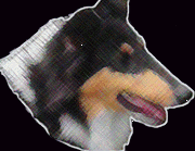 Lachina Collies