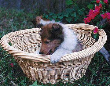 Puppy in a Basket