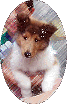 Artistic puppy picture