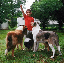 John baiting three collies