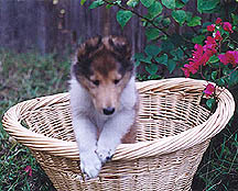 Tundra