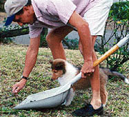 Wayne & puppy cleaning the yard