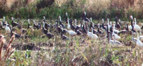 field of wildfowl